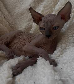 Sphynx