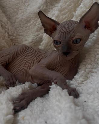 Sphynx