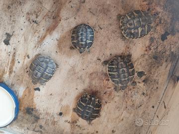 Tartaruga