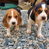 Cuccioli Beagle tricolore