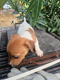 Jack russell