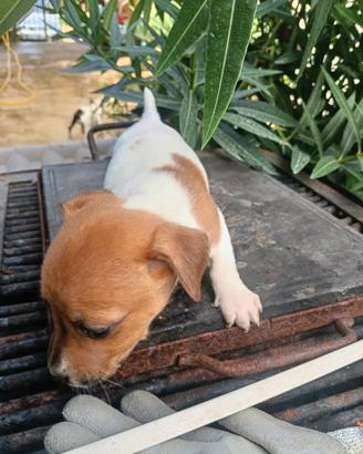 Jack russell
