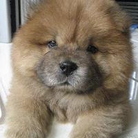 Chow Chow orsetti