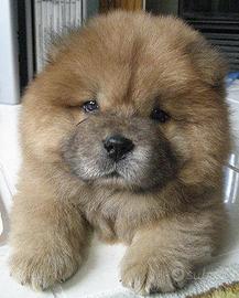 Chow Chow orsetti
