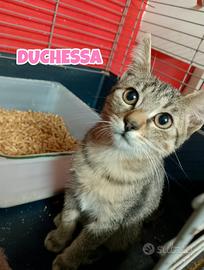 Guendalina e Duchessa gattine di tre mesi