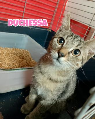 Guendalina e Duchessa gattine di tre mesi
