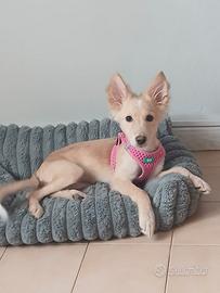 Azzurra