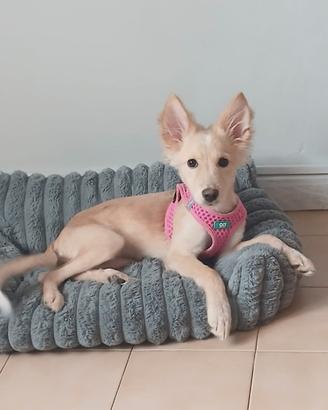 Azzurra