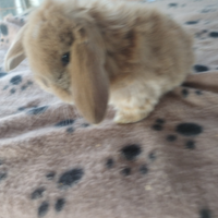 Coniglietto ariete nano miniloop