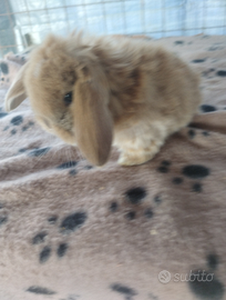 Coniglietto ariete nano miniloop