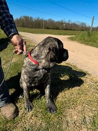 Cucciola Cane Corso 4 mesi