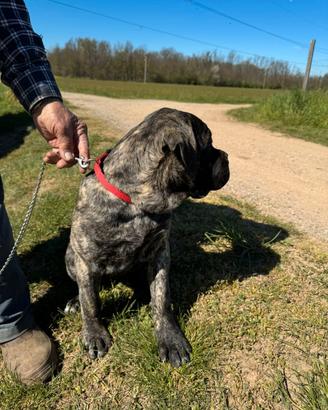 Cucciola Cane Corso 4 mesi