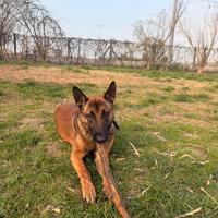 Pastore belga malinois