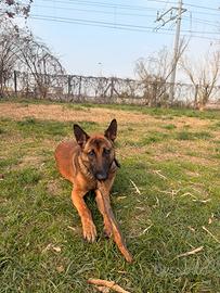 Pastore belga malinois