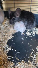 Cuccioli di cincilla'