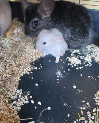 Cuccioli di cincilla'