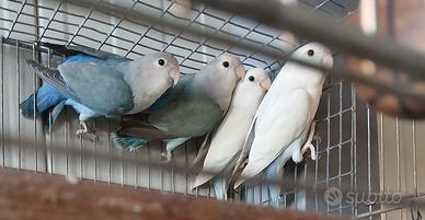 Inseparabili
