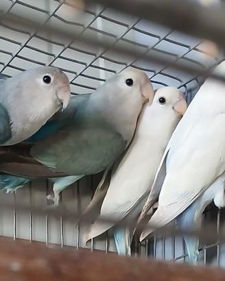 Inseparabili