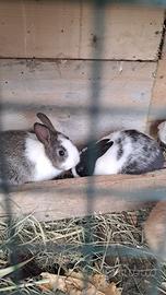 Coniglietti nani testa di leone