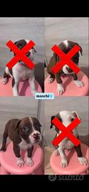 Cuccioli Pitbull