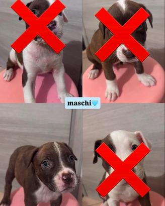 Cuccioli Pitbull