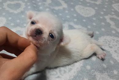 Mini chihuahua pedigree enci
