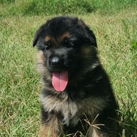 Cucvioli pastore tedesco