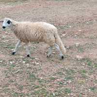 Agnello 8 mesi