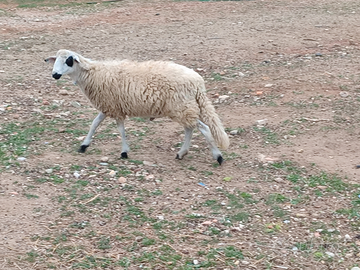 Agnello 8 mesi