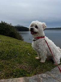 Maltese maschio per accoppiamento