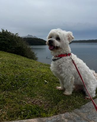 Maltese maschio per accoppiamento