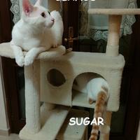 Bianco e Sigar gattini di 7 mesi