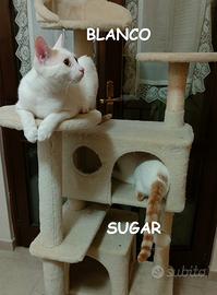 Bianco e Sigar gattini di 7 mesi