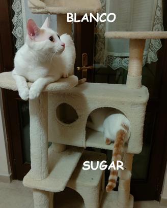 Bianco e Sigar gattini di 7 mesi