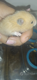 Criceti stupendi XL