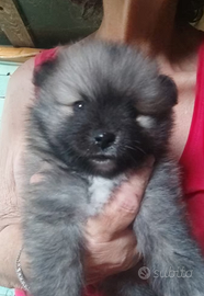 spitz pomerania