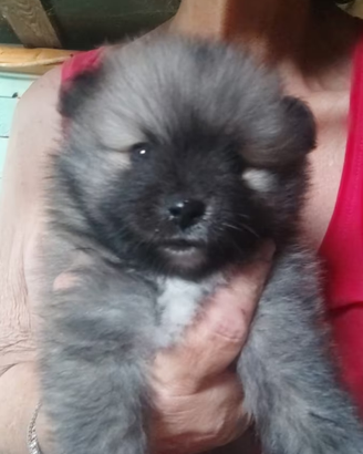 spitz pomerania