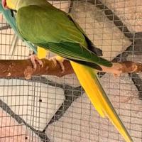 Parrocchetto dal collare