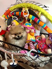 Cuccioli di spitz pomerania maschi e femmine