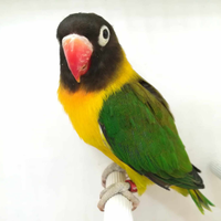 Insep mascherato maschio e euwing verde