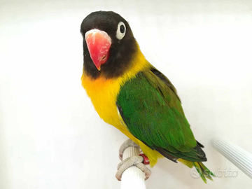 Insep mascherato maschio e euwing verde