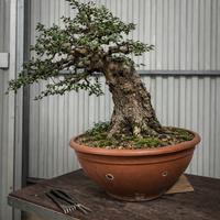 Bonsai olivastro