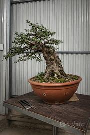 Bonsai olivastro