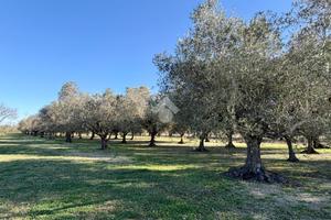 TER. AGRICOLO A VITERBO