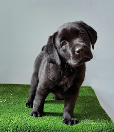 Cuccioli Labrador Retriever