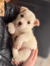 Cuccioline taglia Mini