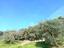 Immagine 11