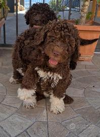 Lagotto romagnolo