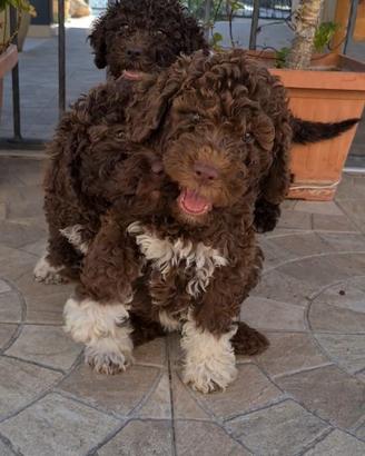 Lagotto romagnolo