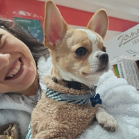 Chihuahua per accoppiamento / monta